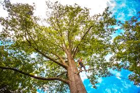 Best Tree Disease Treatment  in Woody, WA