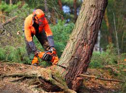 Best Root Management and Removal  in Woody, WA