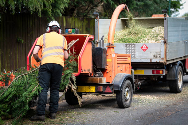 Best Commercial Tree Services  in Woody, WA