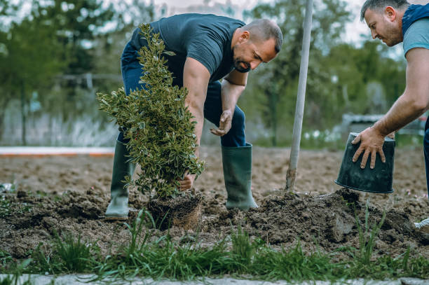 Best Grass Overseeding  in Woody, WA