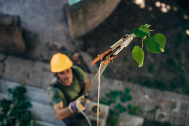 Best Hazardous Tree Removal  in Woody, WA