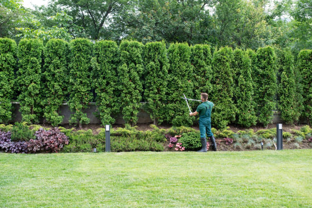Best Tree Preservation Services  in Woody, WA