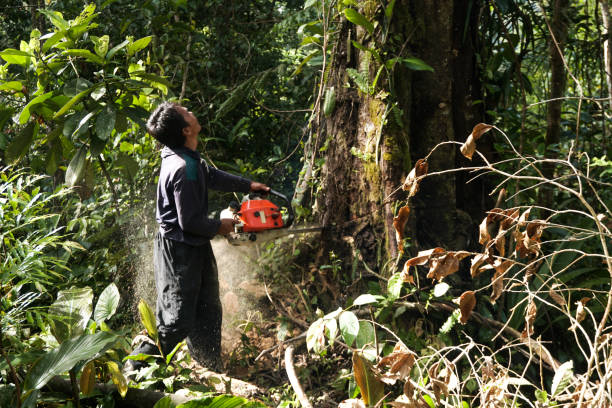 Best Tree Trimming and Pruning  in Woody, WA
