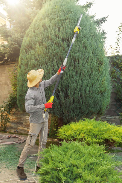 Best Tree and Shrub Care  in Woody, WA