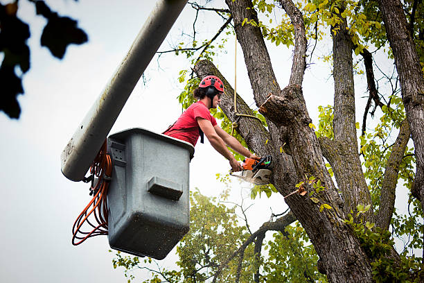  Woody, WA Tree Services Pros