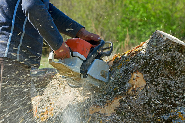 How Our Tree Care Process Works  in  Woodway, WA