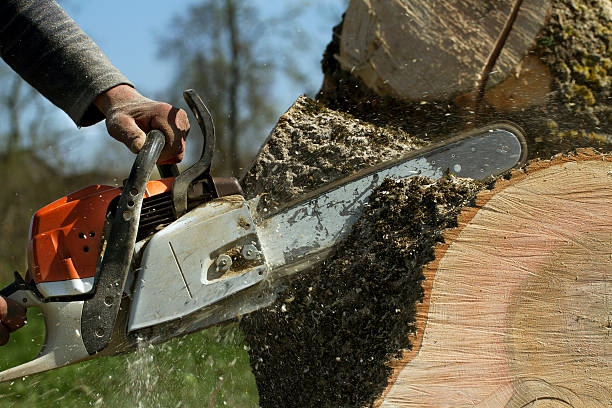 Best Storm Damage Tree Cleanup  in Woody, WA