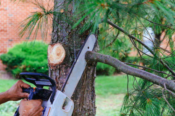 Reliable Woodway, WA Tree Services Solutions